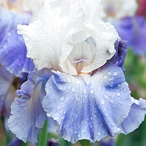 Stairway to Heaven Bearded Iris Flower Bulb - Attracts Butterflies and Hummingbirds - Deer Resistant - Good as Cut Flowers - Naturalizing - Perennializing