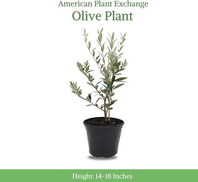 American Plant Exchange Arbequina Olive Tree – Live 5-Inch Pot, Fruit Bearing Tree, Cold Hardy Edible Variety for Containers, Patios, and Mediterranean-Inspired Gardens