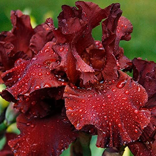 War Chief Bearded Iris Flower Bulbs - 1 Rhizome per Pack - Attracts Butterflies and Hummingbirds - Deer Resistant - Good as Cut Flowers - Naturalizing - Perennializing
