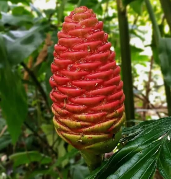 2 Count Awapuhi Wild Ginger Rhizomes Shampoo Live Plant,Fresh Roots Raw, Zingiber Zerumbet Pinecone Bitter Ginger, Hawaiian Ginger Lily, Pinecone Ginger Red Ginger Roots for Planting