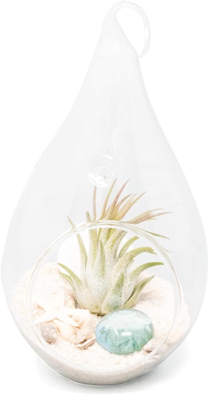 Glass Teardrop Beach Plant Terrarium - Air Plant, Sand, Starfish and Shell in Propagation Jar - Home and Garden Decor Plants Pot - Easy Care Indoor and Outdoor Plants Vase (1 Teardrop - White Sand)