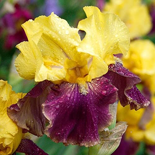 Country Charm Bearded Iris Flower Bulbs - Attracts Butterflies and Hummingbirds - Deer Resistant - Good as Cut Flowers - Naturalizing - Perennializing - Easy to Grow Live Plants - Outdoor Garden