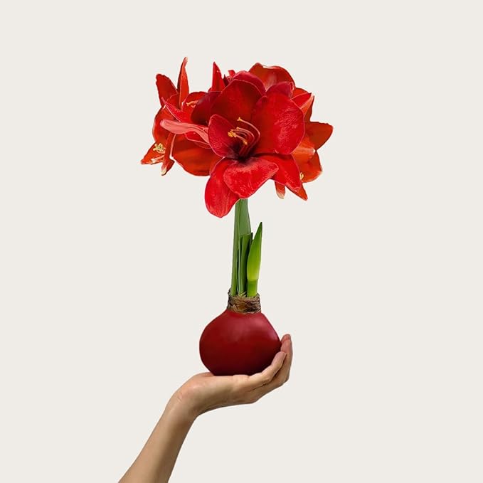 Waxed Amaryllis Bulb – Cranberry Wax, Extra Large Sovereign Blooms – No Water Needed, Fall Decor & Gift-Ready Seasonal Bloom