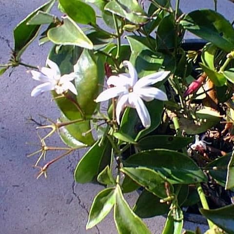 Live Angel Wing Jasmine (Jasminum Nitidum) Plants - Fragrant, White Blooming Evergreen Shrub for Any Garden (2 jas Angel sacs)