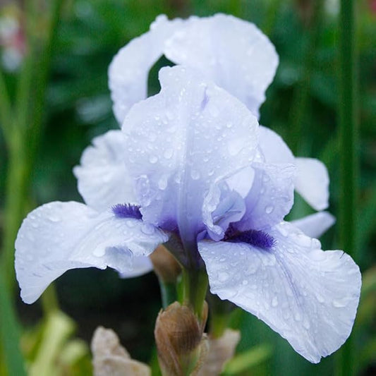 Blackbeard Bearded Iris Flower Bulb - Attracts Butterflies and Hummingbirds - Deer Resistant - Good as Cut Flowers - Naturalizing - Perennializing - Easy to Grow Live Plants - Outdoor Garden