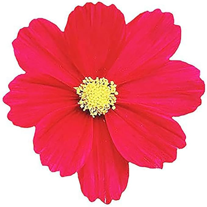 1000 Dazzler Red Cosmos Seeds - Long Blooming