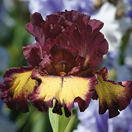 Blood Moon Bearded Iris Flower Bulb - Attracts Butterflies and Hummingbirds - Deer Resistant - Good as Cut Flowers - Naturalizing - Perennializing - Easy to Grow Live Plants - Outdoor Garden
