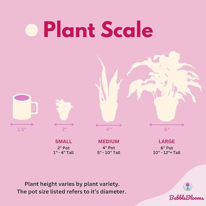 BubbleBlooms Ficus elastica Assortment in a 4 inch Pot Variegated Rubberplant Variety, Dark and White Rubber Plant