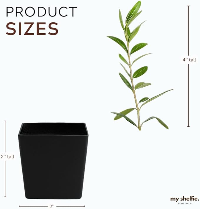 Dwarf Olive Tree Starter Plant, 2 Inch Pot, Indoor Outdoor Bonsai (1)