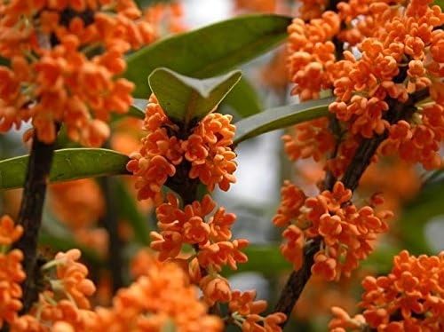 Orange Flowering Fragrant Tea Olive (osmanthus) - Live Plant - Trade Gallon Pot