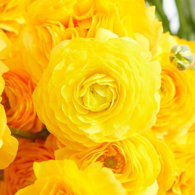 Eden Brothers Ranunculus Bulbs - Yellow