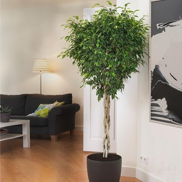 Brighter Blooms - Braided Benjamina Ficus Tree, 3-4 ft. - Live Plant - No Shipping to AZ, OR