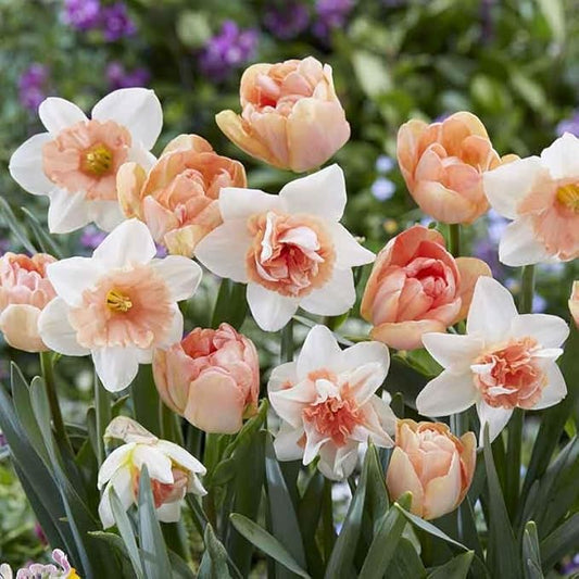 Eden Brothers Tulip & Daffodil Popping Up Peach