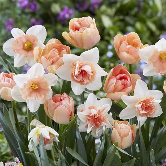 Eden Brothers Tulip & Daffodil Popping Up Peach