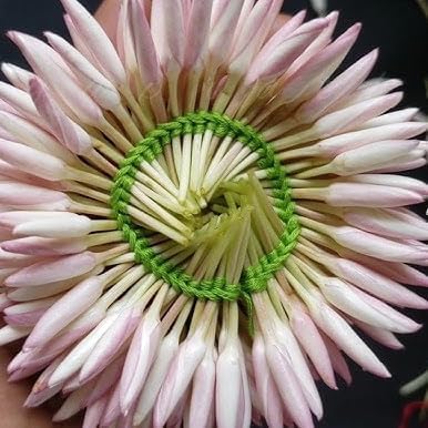 Pink Jasmine Vine - Jasminum Polyanthum - Fragrant & Blooming, Perfect for Indoor/Outdoor Decor (4 Pink jas Cups)