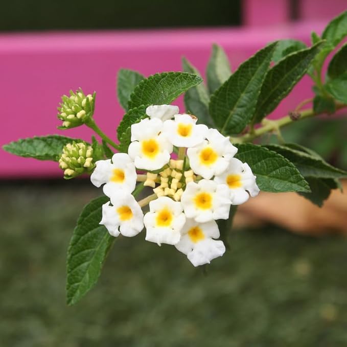 Pack 2 Lantana Live Plants Well Rooted, White Blooms Perennial, Lantana Shrub Starter 4-8 Inches