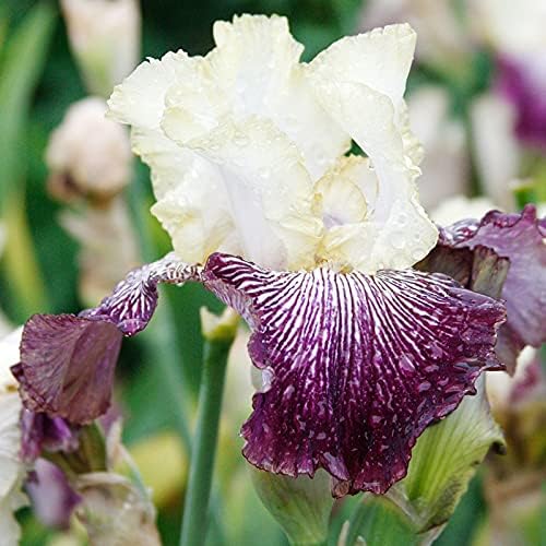 It's No Secret Bearded Iris Flower Bulb - Deer Resistant - Good as Cut Flowers - Naturalizing - Perennializing - Easy to Grow Live Plants - Outdoor Garden