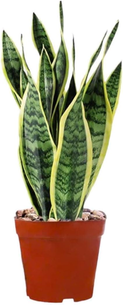 Snake Plants (Live & Rooted) 3/4/6/8" - Mother in Law Tongue - Sansevieria Laurentii Indoor Live Houseplant Gift Air Purifying - Low Light (4" (3 stalks))