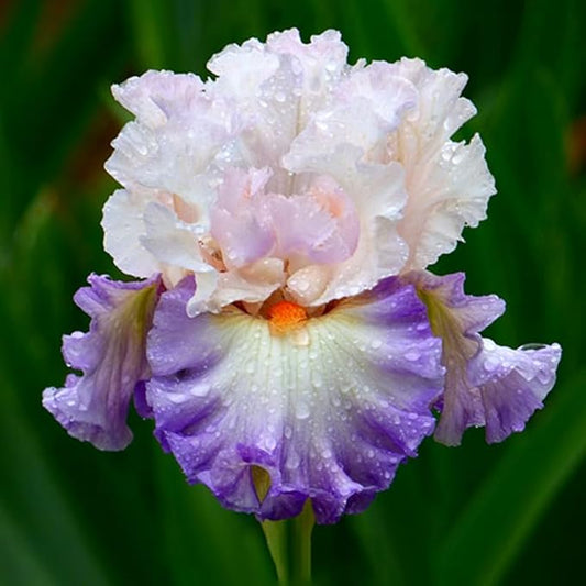 Polite Applause Bearded Iris Flower Bulb - Attracts Butterflies and Hummingbirds - Deer Resistant - Good as Cut Flowers - Naturalizing - Perennializing - Easy to Grow Live Plants - Outdoor Garden