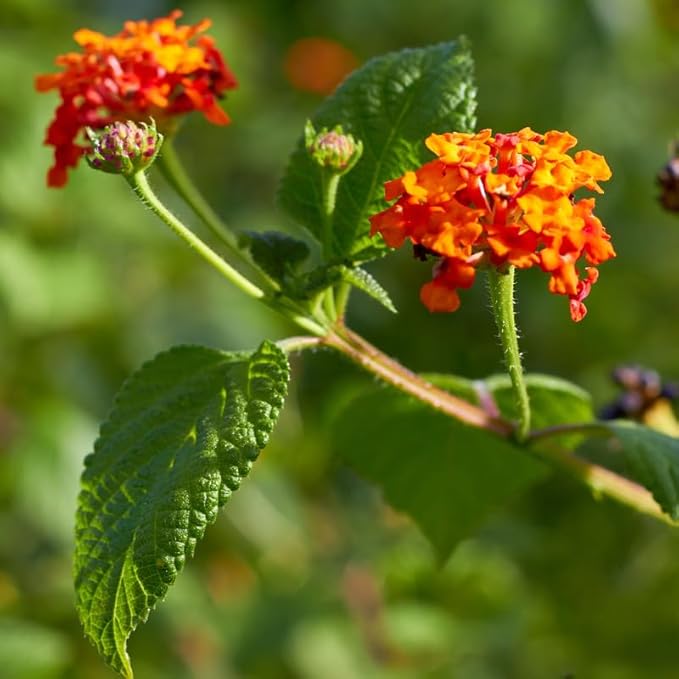 Pack 2 Lantana Live Plants Well Rooted, Orange Blooms Perennial, Lantana Shrub Starter 4-8 Inches