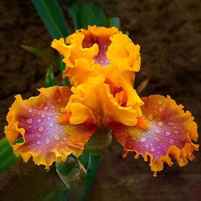 Nice Job Bearded Iris Flower Bulb - Pleasantly Scented - Attracts Butterflies and Hummingbirds - Deer Resistant - Good as Cut Flowers