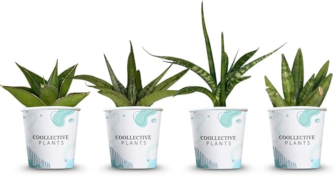 Sansevieria Collection 4-Pack - Live Snake Plants, 2-Inch Pots, Easy Care Indoor Houseplants, Air-Purifying, Low Maintenance by Coollectiveplants (Collection 2)