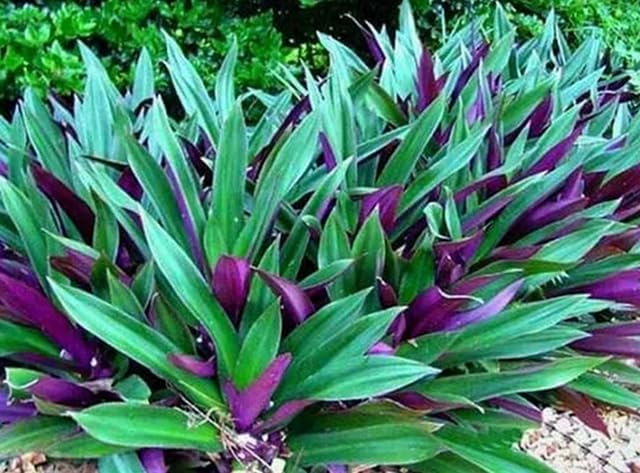 ONE Outdoor Live Plant- Oyster Plant Purple & Green - Grows to Medium Height Outdoor Plant- Young Small Plant