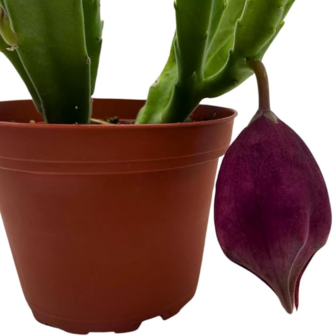 BubbleBlooms Stapelia leendertziae Black Bell Huernia in a 4 inch Pot Carrion Flower Maroon Cup Starfish