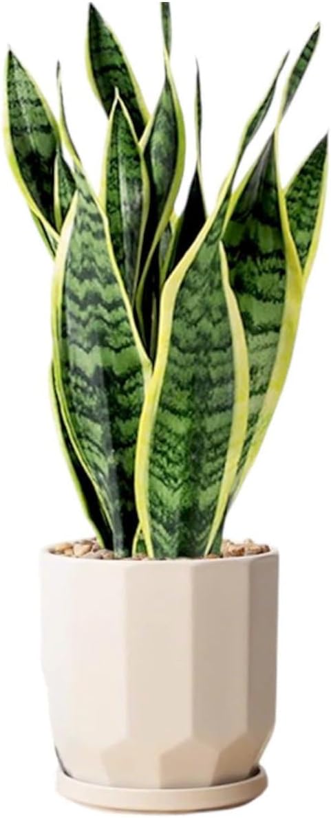 Snake Plants (Live & Rooted) 3/4/6/8" - Mother in Law Tongue - Sansevieria Laurentii Indoor Live Houseplant Gift Air Purifying - Low Light (5" (3 stalks) Ceramic Pot)