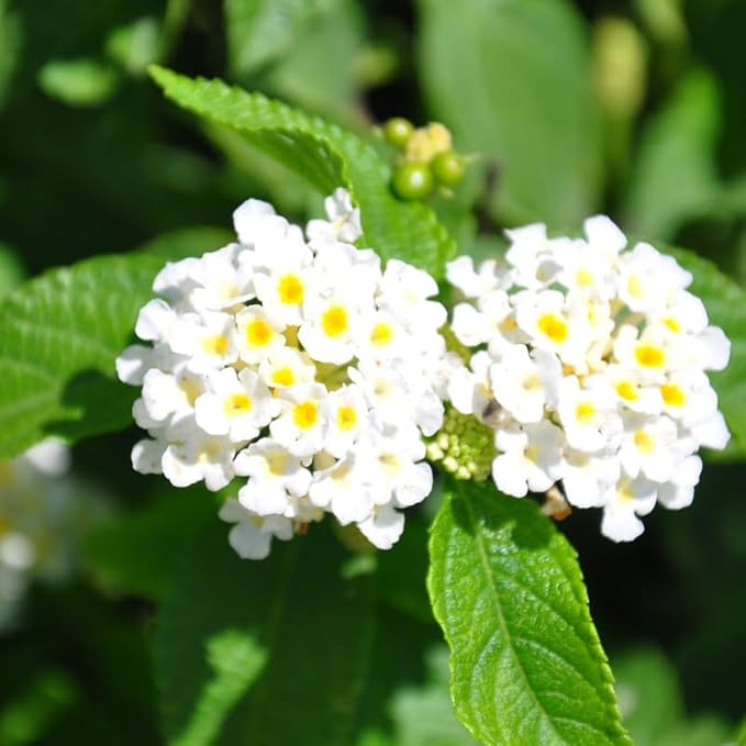 Pack 2 Lantana Live Plants Well Rooted, White Blooms Perennial, Lantana Shrub Starter 4-8 Inches