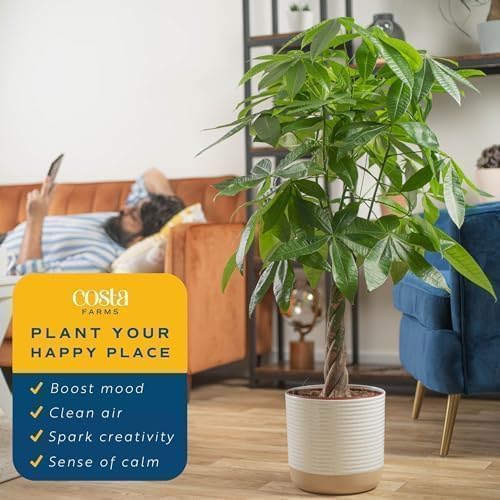 Costa Farms Money Tree Live Plants in Decorative Pot, Large Air Purifying Indoor Houseplant, Perfect for Home, Room, or Office Decor, Great House Warming or Birthday Gift, 3-4 Feet Tall, Pack of 2