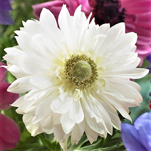 Easy to Grow Anemone Mount Everest - 20 Plant Bulbs, Double White Flowers in Spring Outdoor, Full Sun