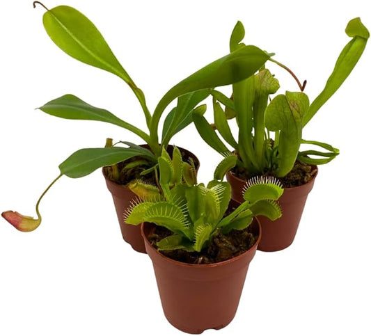 BubbleBlooms Carnivorous Plant Assortment Set, 3 Different Plant Species in 2 inch Pots