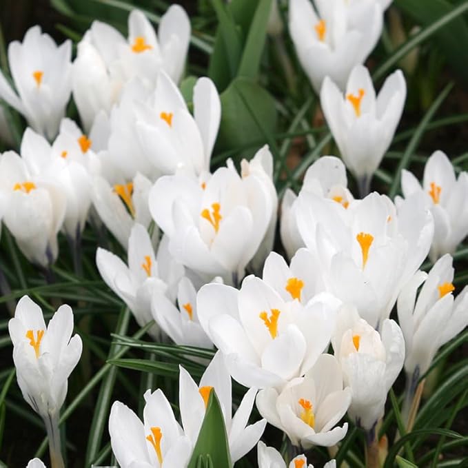Jeanne d' Arc Giant Crocus Flower Bulbs - 25 Bulbs per Pack - Deer Resistant - Naturalizing - Perennializing - Easy to Grow Live Plants - Outdoor Garden