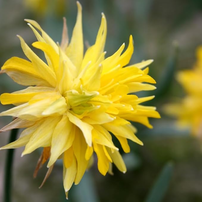 Rip Van Winkle Specie Daffodil Flower Bulbs - 5 Bulbs per Pack - Deer Resistant - Good as Cut Flowers - Grows Well in Containers - Naturalizing - Perennializing