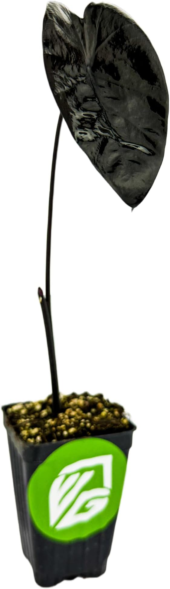 Painted Black Elephant Ear Live Plant - Colocasia - Wellspring Gardens Starter Plant, Dark Black Leaves with Maroon to Gray Undersides, Thrives in Part Shade to Full Sun, Ideal for Gardens and Indoor