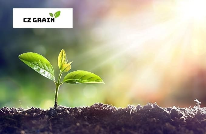 2 Fiesta Caladium Bulbs for Planting - Perennial Hosta, Elephant Ears, Fancy (2 Bulbs)