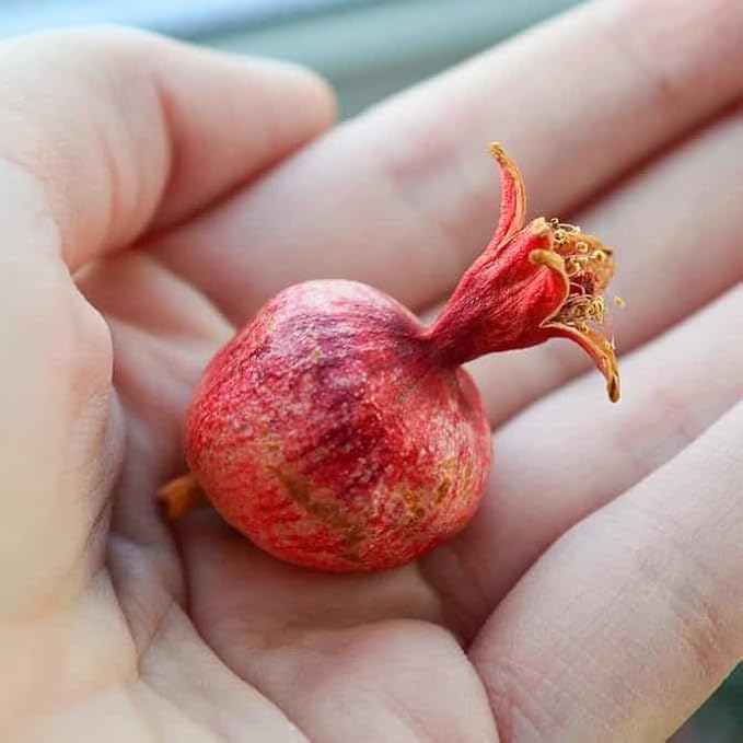 Live Dwarf Pomegranate Plant (Punica Granatum) - Compact, Ornamental Fruit Bearing Shrub, Indoor/Outdoor (4 pom-Dwarf sacs)