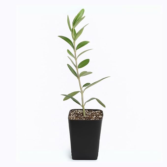 Dwarf Olive Tree Starter Plant, 2 Inch Pot, Indoor Outdoor Bonsai (1)