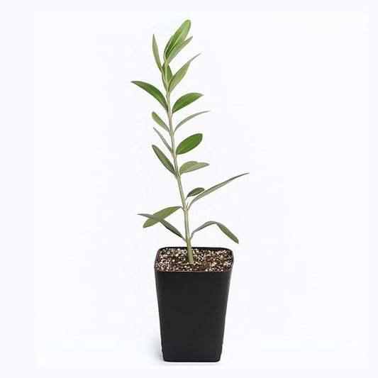 Dwarf Olive Tree Starter Plant, 2 Inch Pot, Indoor Outdoor Bonsai (1)