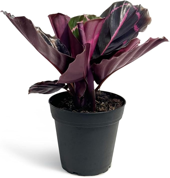 Calathea Dottie Indoor Plant - Live Colorful Prayer House Plant, Pink Plant for Home Decor, Room Decor, Air Purifier