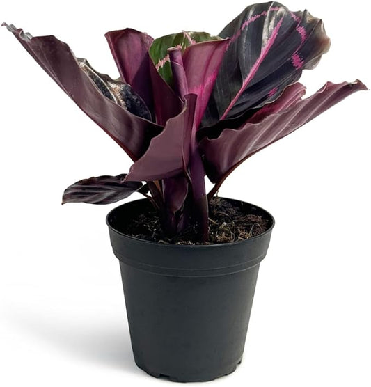 Calathea Dottie Indoor Plant - Live Colorful Prayer House Plant, Pink Plant for Home Decor, Room Decor, Air Purifier