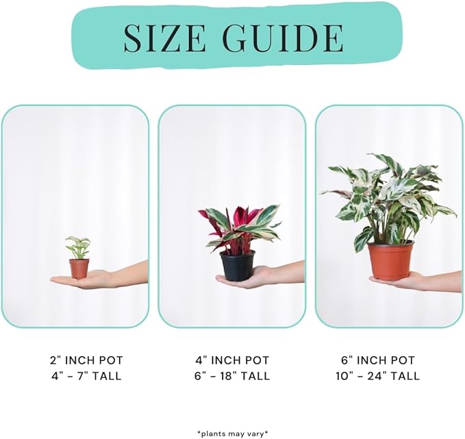 Calathea Plant Live in 4″ Grower’s Pot – Assorted Indoor House Plants, Easy Care Indoor Plants, Starter Plant for Beginners (4-Pack)