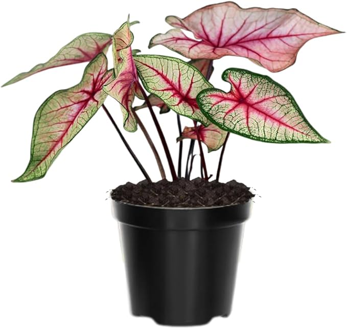 2 Caladium Plants Live for Planting, 4 to 6 Inc Tall, Caladium Live Plants Garden, 4 Inc Potted (Pink)