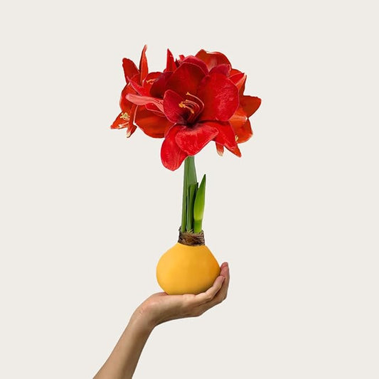 Waxed Amaryllis Bulb – Yellow Wax, Extra Large Sovereign Blooms – No Water Needed, Fall Decor & Gift-Ready Seasonal Bloom