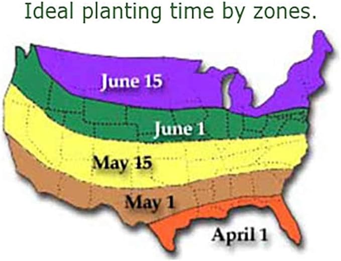 Kathleen Caladium Bulbs - Large Size Root - Elegant Green and White Foliage - Hardy in Zones 9-11 - Ideal for Gardens and Containers