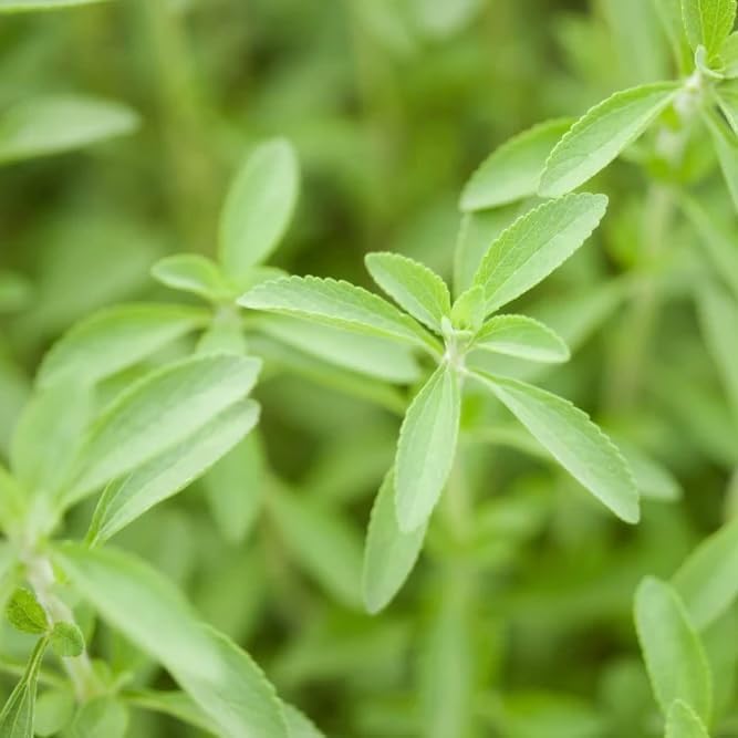 Live Stevia rebaudiana Plants, Sweet Leaf or Sugar Leaf, Natural Sugar Substitute Herb, Easy to Grow (2 stevia Cups)
