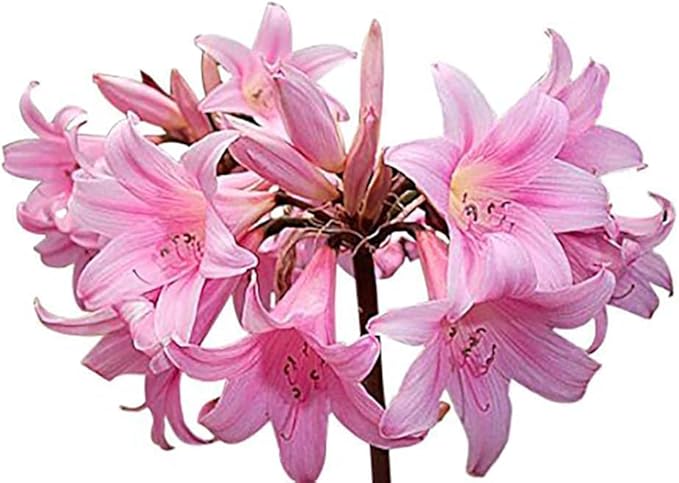 Naked Ladies Amaryllis Belladonna - 3 Medium Pink Bulbs - Beautiful Pink Blooms for Outdoor Gardens - Stunning Perennial Flowering Plant