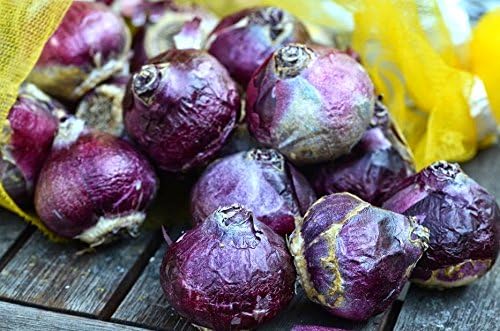 Blue Jacket Hyacinth Bulbs - 8 Bulbs by Willard & May