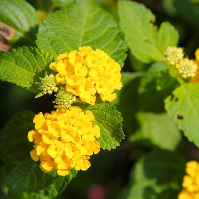 Pack 2 Lantana Live Plants Well Rooted, Yellow Blooms Perennial, Lantana Shrub Starter 4-8 Inches